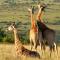 Lalibela Game Reserve Marks Camp