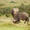 Lalibela Game Reserve Marks Camp