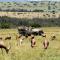 Lalibela Game Reserve Marks Camp