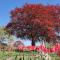 Beautiful safari tent in Twijzel with terrace