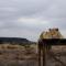 Weltevreden Game Lodge