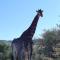 Weltevreden Game Lodge