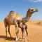 Authentic Desert Camp - Al Wasil