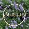 Aurelia