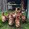 Allusion Farmstay and Vineyard Units