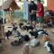 Digital Detox with 100 Animals Nature Stay