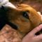 Digital Detox with 100 Animals Nature Stay