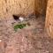 Digital Detox with 100 Animals Nature Stay