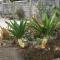Anthurium Apartment