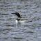 Loon Landing in Lake Tomahawk WI