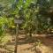 ARALIYA GARDEN HOTEL DAMBULLA Araliya self cooking resort dambulla