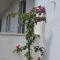 Holiday Home Oliveta