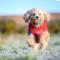 The Getaway - The Peregrine - Luxury Pet Friendly Glamping Cabin