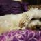 Foto: Tropical Coast Retreat - Pet Friendly 32/49