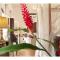Pool, Roof Terrace, 3 Bedroom Villa, Galle Fort