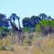 Golentle Home Stay