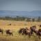 Gnu Mara River Camp
