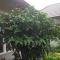 Manh Duyen Garden Homestay