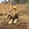 Weltevreden Game Lodge