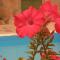 Ampoulos Rooms & Apartments - Kedro
