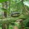 Rainforest View