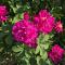 Pinkston Gardens