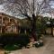 Olive Tree House