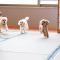 Izumigo Lake Hamana Dog Paradise Hotel