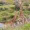 Indalu Game Reserve