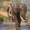 Indalu Game Reserve