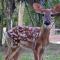 271 Deer Lake