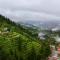 The Deodar Stays