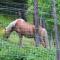 Ferienhaus Gstoderblick - Seebach