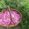 Camping Fiori di Noto