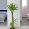 Apartment Goga