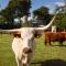 Bed&Bbq Longhornranch