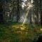 Forest Retreat w Sauna