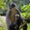 Lucky BambooBungalows-Resto and Orangutan Jungle Trekking Tours