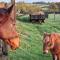 Knoll Hill Farm, The Place To Stay