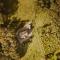 Fern Forest House- Uk31047