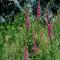 Mimis Meadow-Uk36576