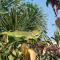 Hostal Macaw