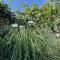 VILLA SALVIA - Holiday house with pool -