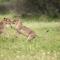 Kolokolo Safari Home - Mashatu Game Reserve