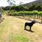 Foto: Every Man and His Dog Vineyard 7/19