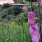 tranquil beautiful house כליל השחר- צימרים קסומים במיקום מרגיע למשפחות וזוגות