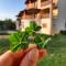 Pension Belmonte