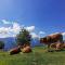 Velika planina Chalet SLOVENKA
