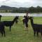 Foto: Starline Alpacas Farmstay Resort 62/135