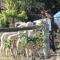 Foto: Starline Alpacas Farmstay Resort 68/135